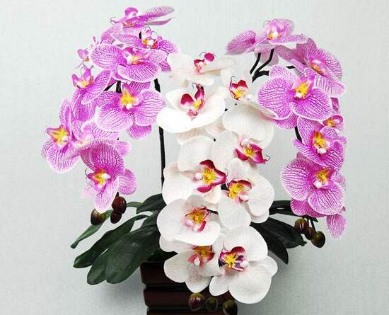 蝴蝶兰有毒吗,蝴蝶兰适合在室内养吗