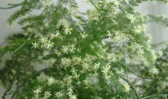 文竹会开花吗,文竹开花有什么兆头/很难开花