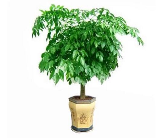 幸福树有几个品种,幸福树品种图片大全