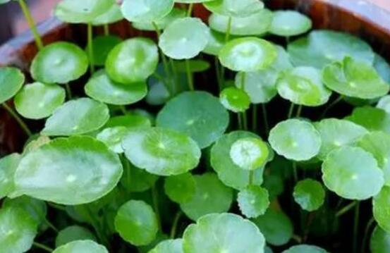 铜钱草怎么浇水,最适水温22-28度