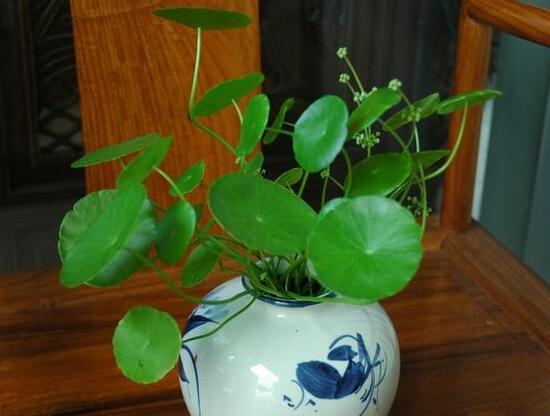 铜钱草会开花吗,铜钱草的花语是什么