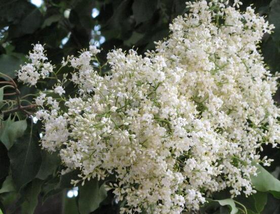 六月雪花语是什么,六月雪花语代表着思念、清纯、梦境、真心喜欢