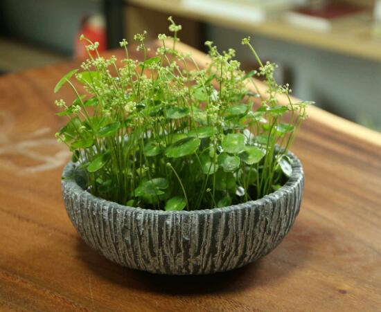 铜钱草什么时候开花,铜钱草花期多长时间(四个月)