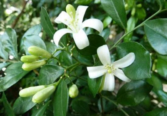 九里香花语是什么,九里香花的寓意象征爱情
