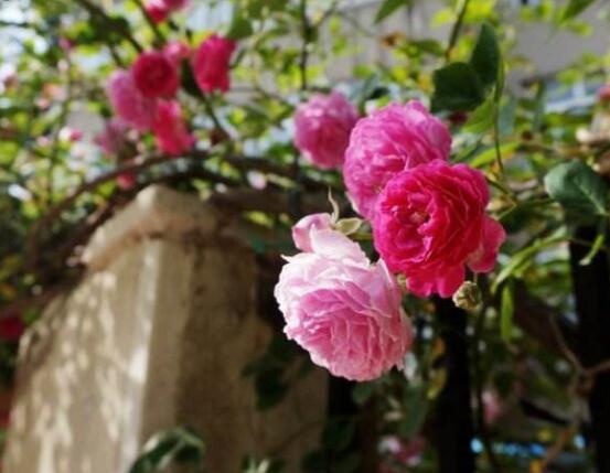 蔷薇花冬天掉叶子是怎么回事,冬天掉叶子解决办法