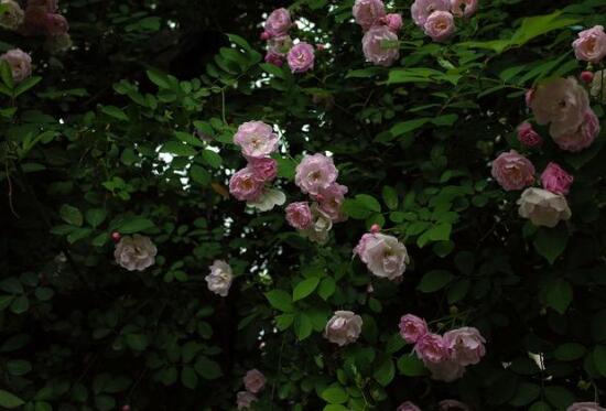 蔷薇花什么时候开,蔷薇花在每年5-9月开花