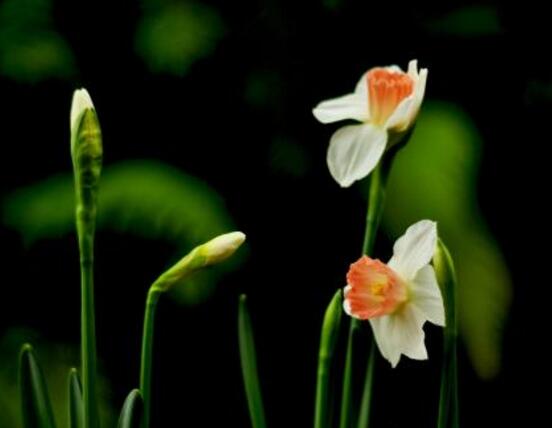 水仙花什么季节开花,水仙花花期在冬季开放