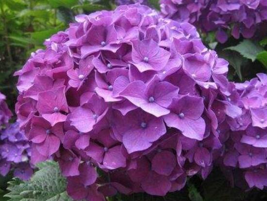 绣球花有毒吗，绣球花可以放室内吗