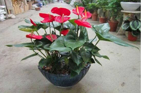 红掌一年四季都开花吗,红掌四季养护方法