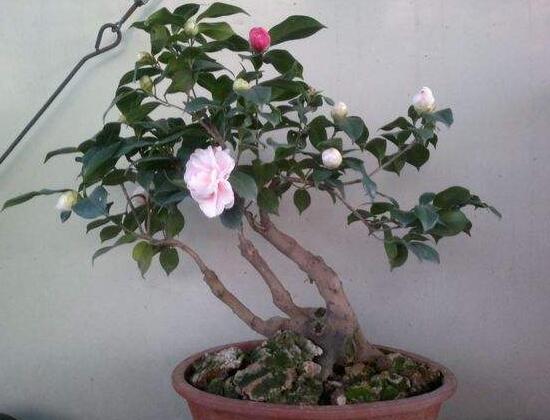 如何制作茶花盆景，茶花盆景图片大全