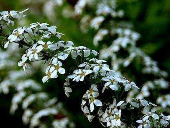 六月雪花期,六月雪花期持续达60天(5-7月份)