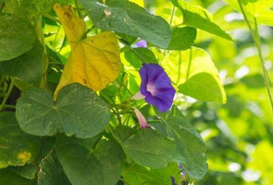 牵牛花什么时候开花,牵牛花在每年6-10月开花