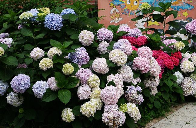 绣球花的养殖方法和注意事项,温度控制在18-28℃之间最为合适