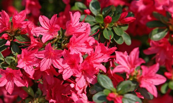 杜鹃花是映山红吗,杜鹃花和映山红的区别