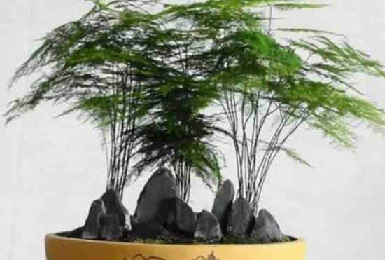 文竹怎么施肥,文竹施什么肥料好/氮肥为主