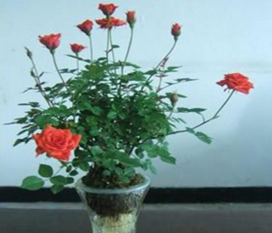 月季花可以水培吗,月季花水培生根的方法