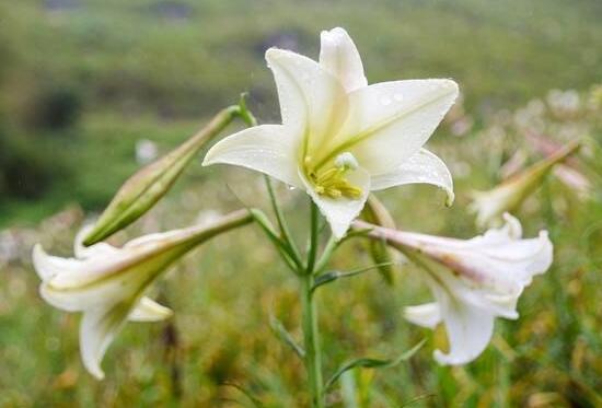 百合花花期多久,百合花开花后怎么处理/施肥浇水养护