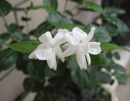 茉莉花的花语,茉莉花花语代表着你是我的