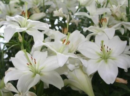 百合花什么时候开花,百合花不开花怎么办/适当光照