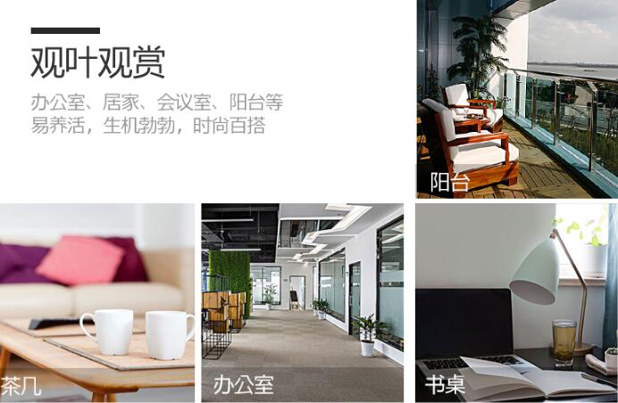 虎皮兰适合摆放在什么位置,最适合放在客厅中(招财又吸霾)
