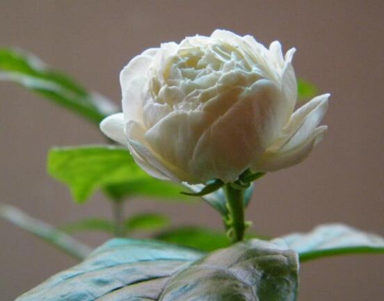 茉莉花施什么肥好,茉莉花施磷钾肥和有机肥最好