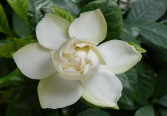 栀子花什么时候开花,栀子花开花期5月-8月