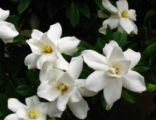 栀子花可以用复合肥吗,栀子花施什么肥好
