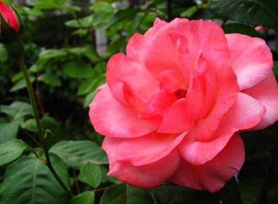 月季花怎么浇水,月季花的浇水方法