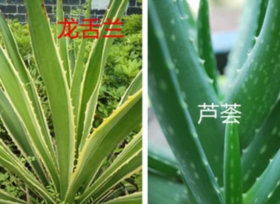 怎样分辨龙舌兰和芦荟,龙舌兰和芦荟的区别
