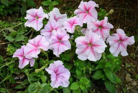 牵牛花怎么修剪,牵牛花修剪方法