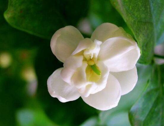 茉莉花有毒吗,茉莉花可以放在室内吗