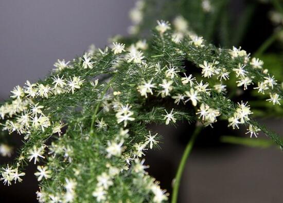 文竹会开花吗,文竹开花有什么兆头/很难开花
