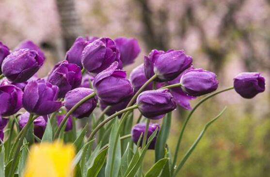 郁金香什么时候开花,赏花期3月-5月