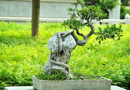 榕树怎么浇水,榕树浇水方法
