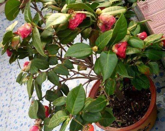 茶花烂根怎么办,茶花烂根的处理方法