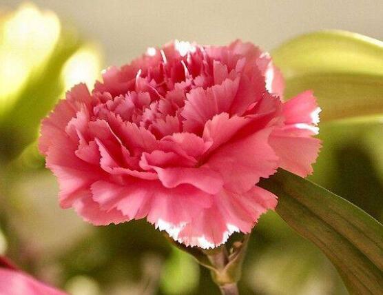 康乃馨鲜花怎么保鲜，七个基本方法方可百日鲜