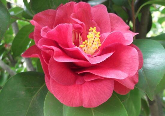 红山茶花怎么养,红山茶花的养殖方法