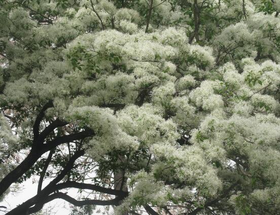 六月雪怎么浇水,六月雪浇水方法