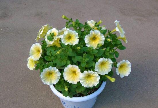 牵牛花怎么修剪,牵牛花修剪方法