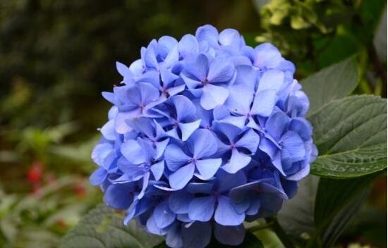 绣球花为什么蔫了,绣球花蔫了怎么办