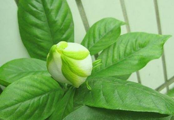 栀子花怎么浇水,栀子花浇水方法