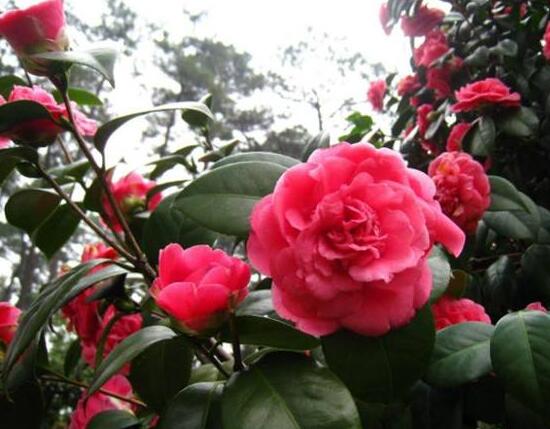 茶花冬天怎么养,茶花冬天的养殖方法