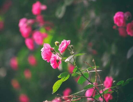 蔷薇花怎么修剪,蔷薇花修剪方法