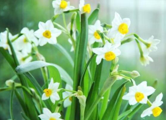水仙花什么季节开花,水仙花花期在冬季开放