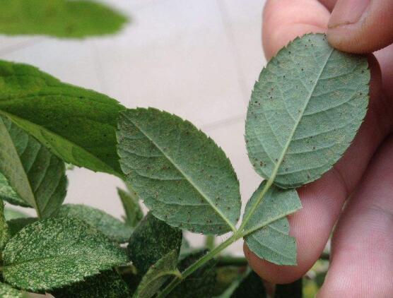 蔷薇花叶子发白怎么办,蔷薇花叶子发白解决办法