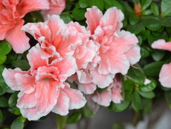 杜鹃花花语是什么,代表着永远属于你
