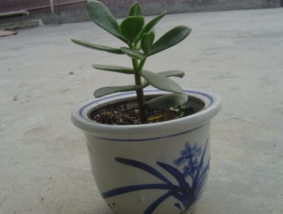 玉树烂根了怎么办该如何挽救,玉树烂根后怎样移栽