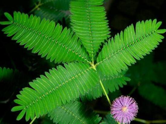 含羞草有什么寓意吗,含羞草花语是什么