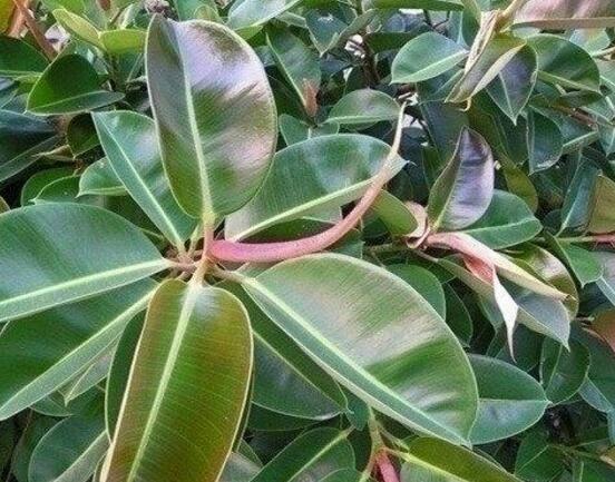 橡皮树喜欢什么肥料,氮肥为主、磷钾肥为辅