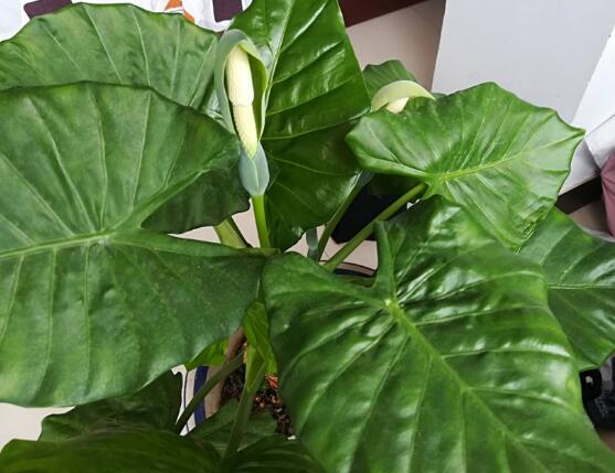 滴水观音开花的寓意,寓意着花开富贵、合家幸福